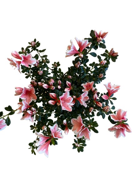 Rhododendron Indicum 'pink White' (Açelya Çiçeği) fiyatları