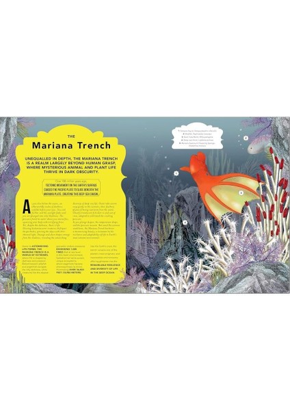 The Fantastical Safari