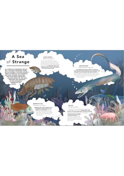 The Fantastical Safari