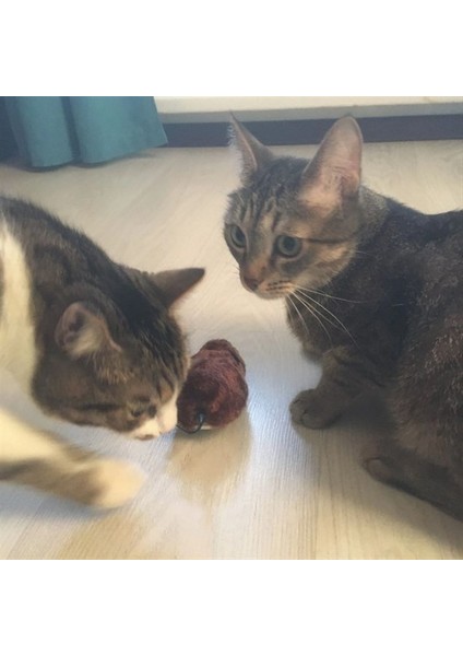 Kurmalı Kedi Eğitim Oyuncağı Tüylü Peluş Fare Yakalama Interaktif Sevimli Eğlenceli Oyuncak indirimleri