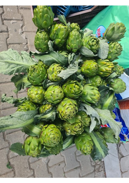 Taze Enginar 5 Adet fiyatları