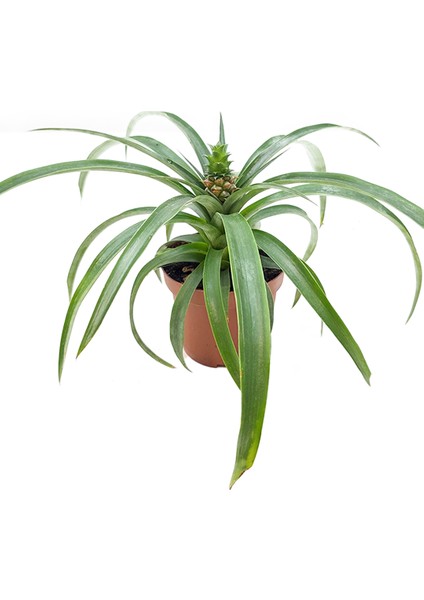 Ananas Bitkisi – Ananas Comosus – 12 cm Saksı fiyatları