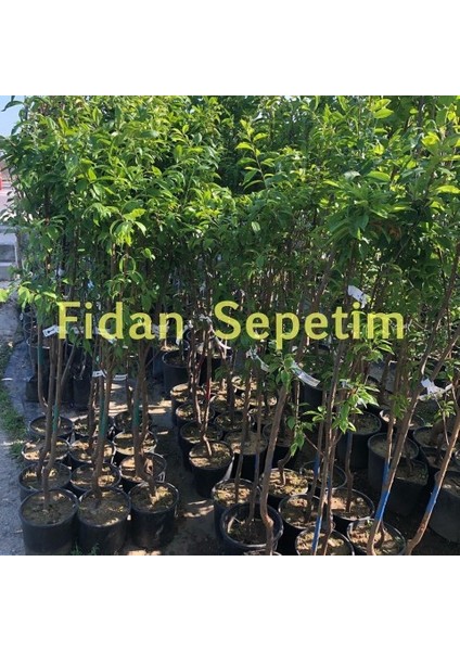 3 Yaş Aşılı Papaz Erik Fidanı *Yarı Bodur*