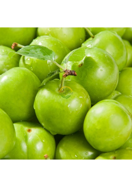 3 Yaş Aşılı Papaz Erik Fidanı *Yarı Bodur* fiyatları