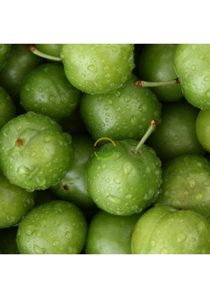 3 Yaş Aşılı Papaz Erik Fidanı *Yarı Bodur* fırsatları