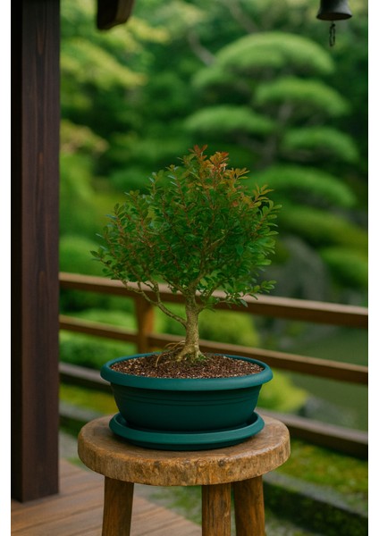 BONSAİ BUXUS - 7 YAŞINDA HEDİYELİK BONSAİ AĞACI