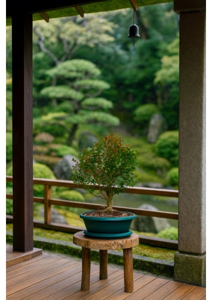 BONSAİ BUXUS - 7 YAŞINDA HEDİYELİK BONSAİ AĞACI fiyatları