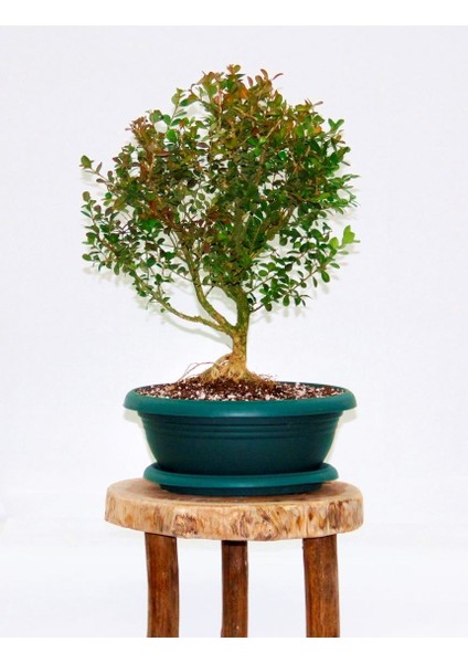 BONSAİ BUXUS - 7 YAŞINDA HEDİYELİK BONSAİ AĞACI modelleri