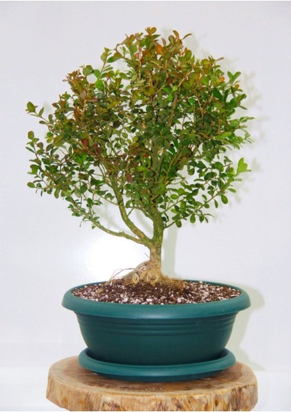 BONSAİ BUXUS - 7 YAŞINDA HEDİYELİK BONSAİ AĞACI fırsatları
