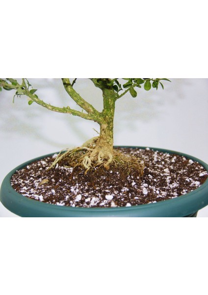 BONSAİ BUXUS - 7 YAŞINDA HEDİYELİK BONSAİ AĞACI indirimleri