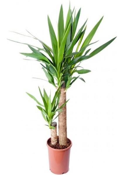 Büyük Boy 2 Gövdeli Yuka Çiçeği 120-130 cm Ithal