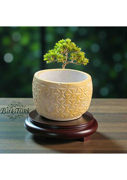 Antik Roma Beton Saksı 13CM×13CM Bonsai&çiçek&sukulent&kaktüs