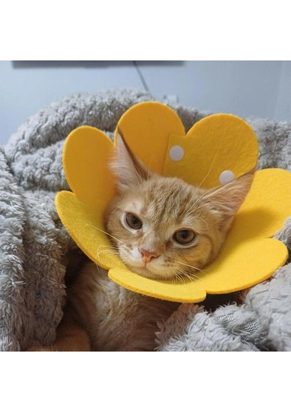 Evcil Hayvan Xl Boy Keçe Elizabeth Yakalığı