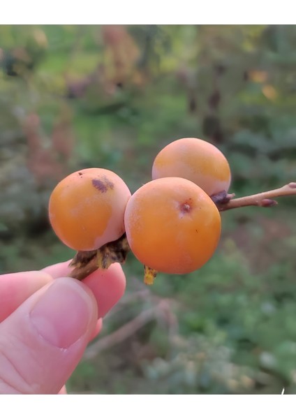 Soğuğa Dayanıklı Yabani Cennet Hurması Fidanı (Trabzon Hurması) - Tüplü Kara Hurma - Mini Meyveli