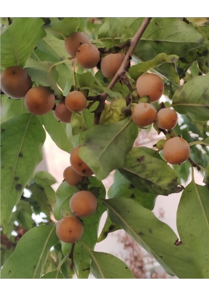 Soğuğa Dayanıklı Yabani Cennet Hurması Fidanı (Trabzon Hurması) - Tüplü Kara Hurma - Mini Meyveli fiyatları