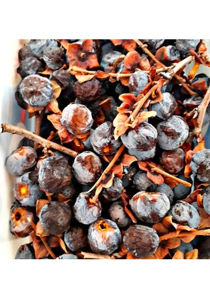 Soğuğa Dayanıklı Yabani Cennet Hurması Fidanı (Trabzon Hurması) - Tüplü Kara Hurma - Mini Meyveli modelleri