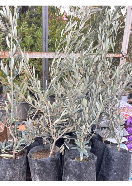 Gemlik Zeytin Fidanı Tüplü 60-90 cm