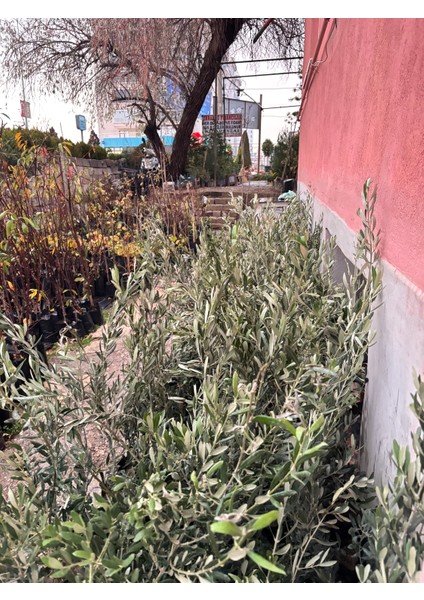 Gemlik Zeytin Fidanı Tüplü 60-90 cm fiyatları
