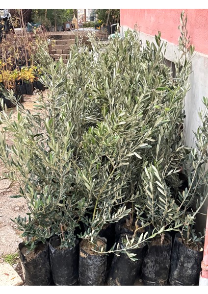 Gemlik Zeytin Fidanı Tüplü 60-90 cm modelleri
