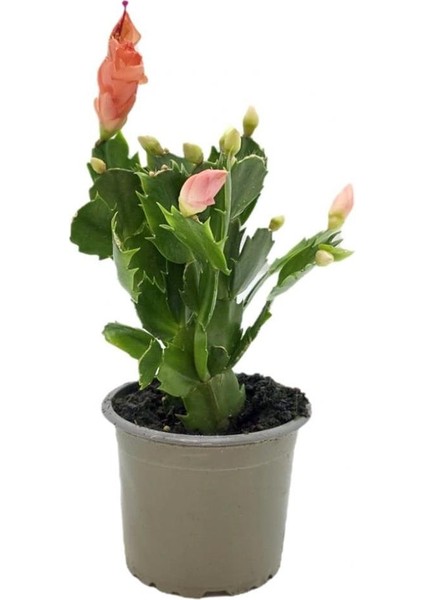 Yılbaşı Kaktüsü – Schlumbergera – 10,5 cm Saksı