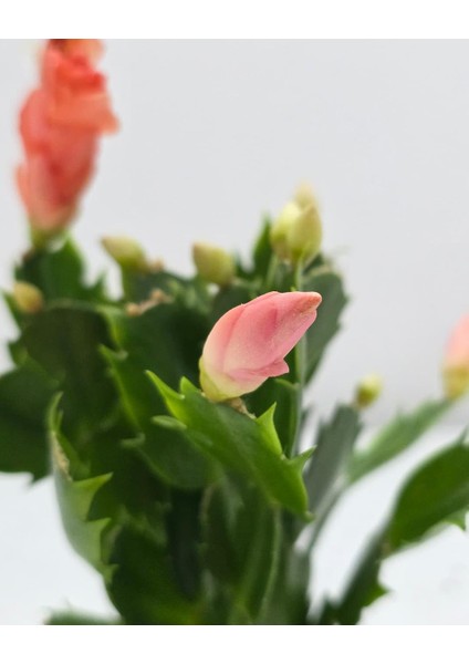 Yılbaşı Kaktüsü – Schlumbergera – 10,5 cm Saksı fiyatları