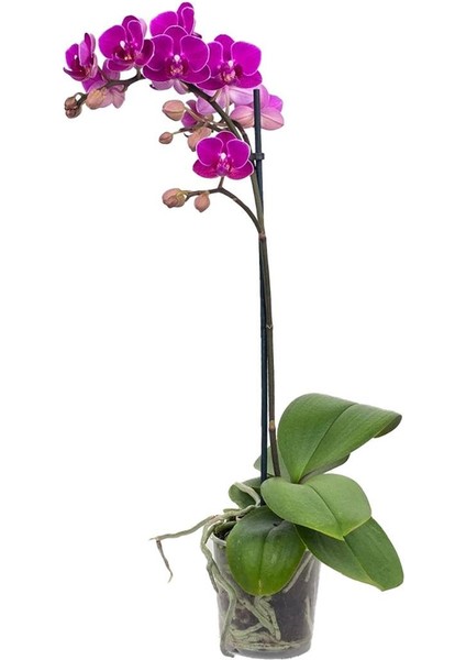 Mini Orkide Tek Dal – Phalaenopsis Mini