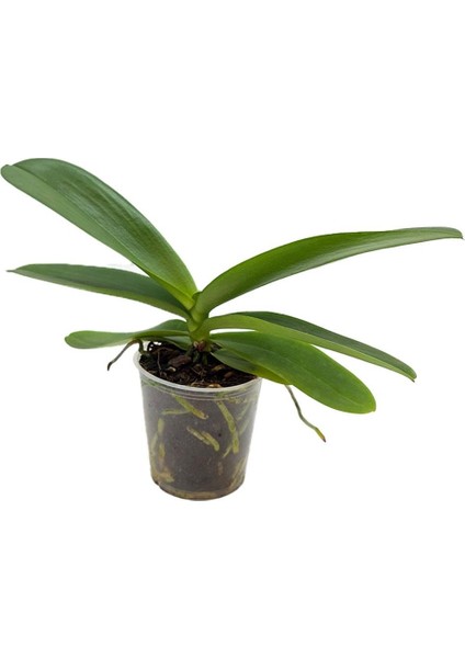 Orkide Fidesi – Phalaenopsis