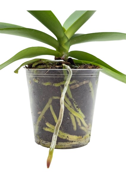 Orkide Fidesi – Phalaenopsis fiyatları