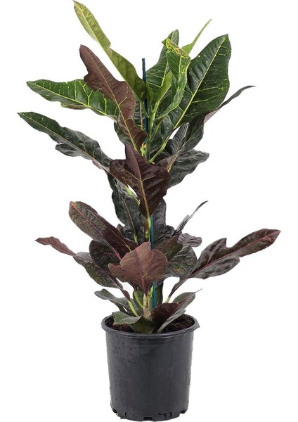 Croton Excellent – Kroton Bitkisi 17 cm Saksı
