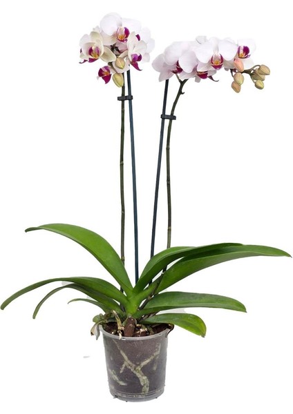 Mini Orkide Çift Dal – Phalaenopsis Mini