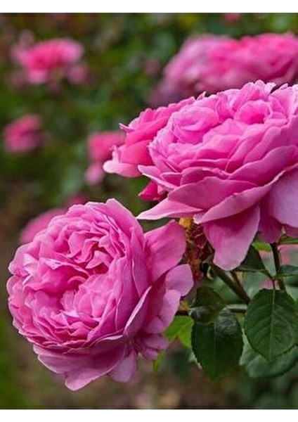 Gül Yağı (Rose Oil) 20ml %100 Saf Doğal Cam Şişe Damlalıklı Kullanıma Uygun fırsatları