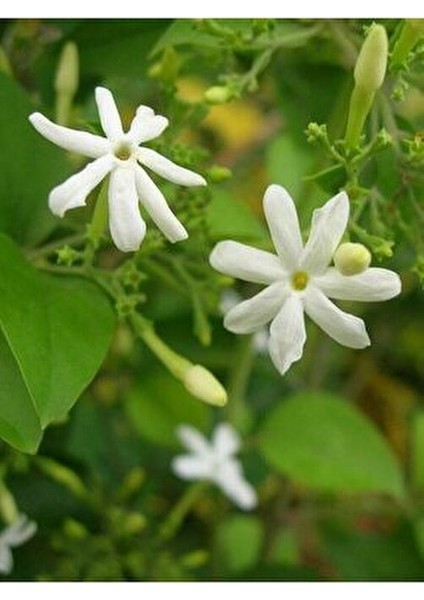 Yasemin Yağı (Jasmine Oil) - 20 ml Damlalıklı Cam Şişe ile Doğal Parfüm ve Aromaterapi fırsatları