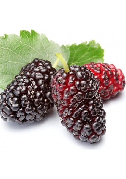 6 Yaş Aşılı Siyah Dut Fidanı