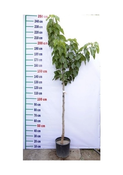 6 Yaş Aşılı Siyah Dut Fidanı fiyatları