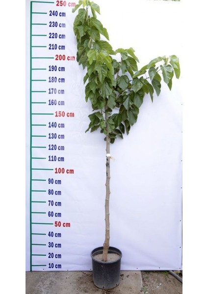 6 Yaş Aşılı Siyah Dut Fidanı modelleri