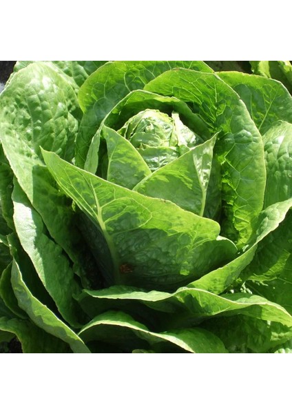 Marul Yedikule 5701 10 gr fiyatları