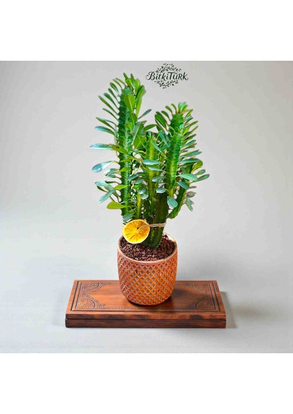 Beton Saksıda Dolgun Ithal Afrika Süt Ağacı 40/50CM