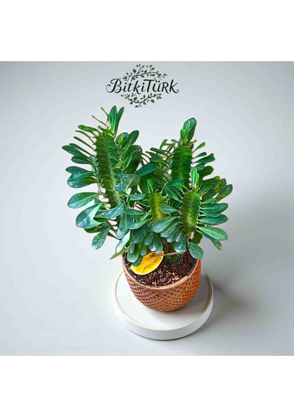 Beton Saksıda Dolgun Ithal Afrika Süt Ağacı 40/50CM fiyatları