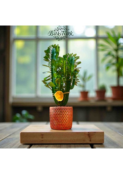 Beton Saksıda Dolgun Ithal Afrika Süt Ağacı 40/50CM modelleri