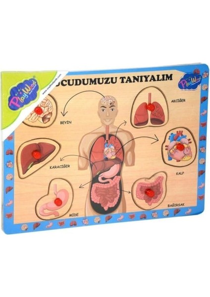 Ahşap Tutmalı Vücudumuzu Tanıyalım modelleri