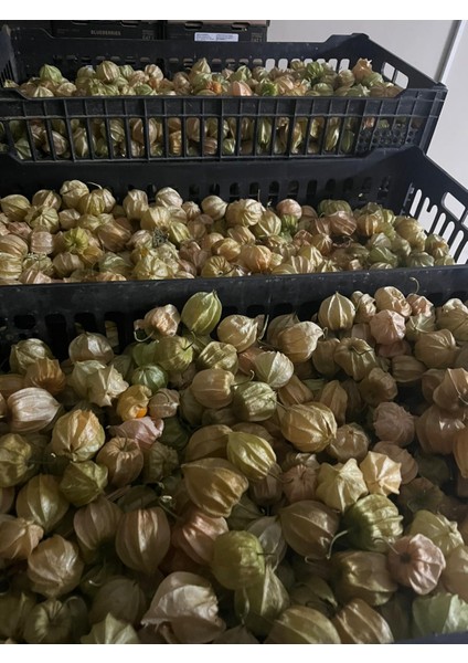 Altın Çilek 1 kg modelleri