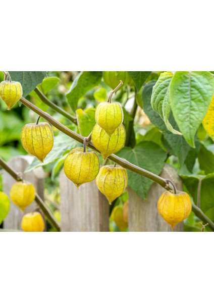 Altın Çilek 1 kg fırsatları