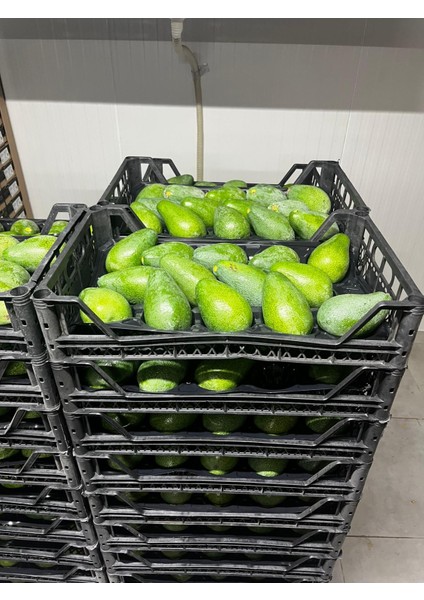 Avokado 1 kg