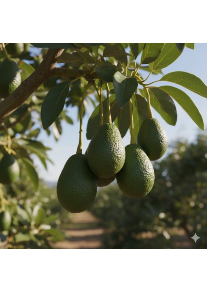 Avokado 1 kg fiyatları