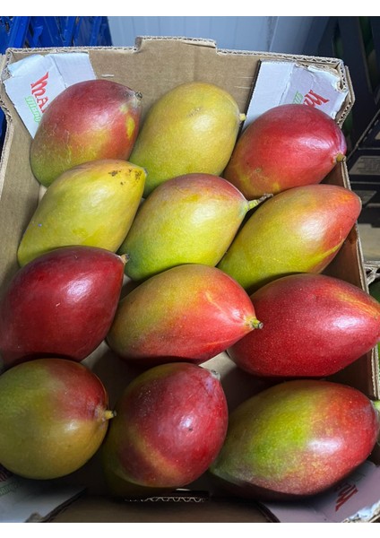 Mango 1 Adet