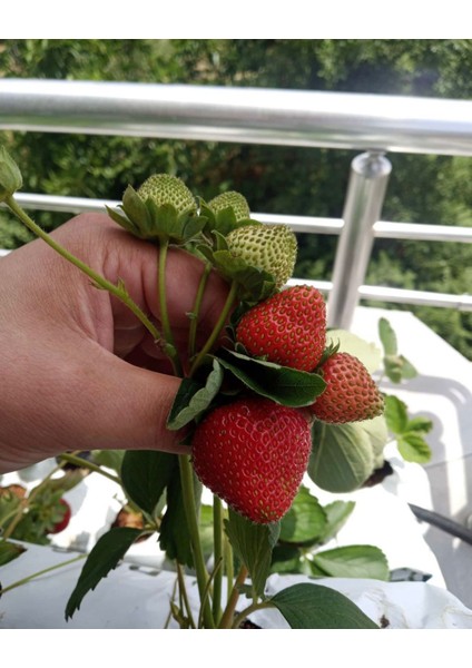 Topraksız Tarım Çilek Başlangıç Seti fiyatları