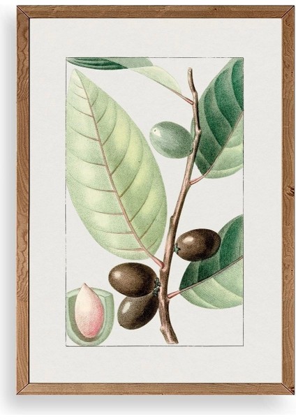 Zeytin Dalı Ahşap Çerçeveli Tablo