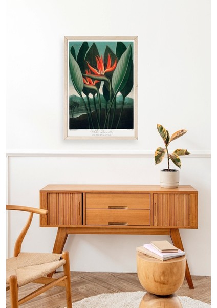 The Queen Plant Ahşap Çerçeveli Tablo modelleri