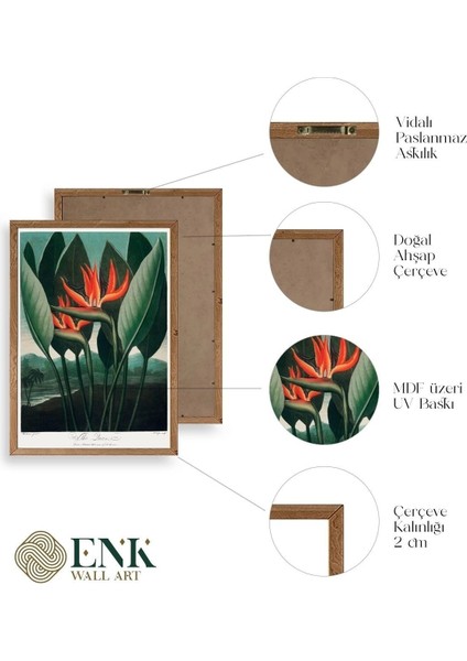 The Queen Plant Ahşap Çerçeveli Tablo fırsatları