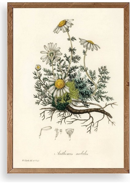 Papatya Ahşap Çerçeveli Tablo